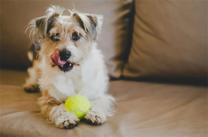 Toyota's New Compact EV SUV: What We Know About the 2025 Model
